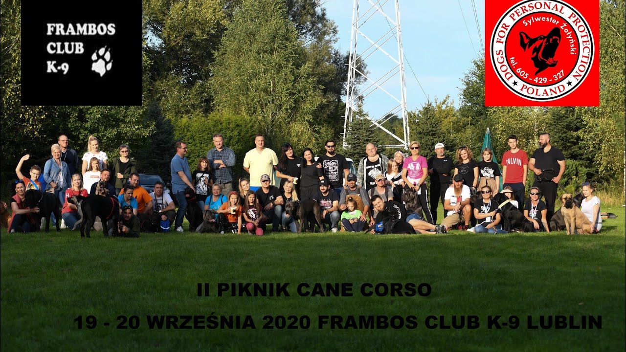 Cane Corso Roy Z Gildii Nieustraszonych and Dogs for Personal Protection Poland Sylwester Żołyński