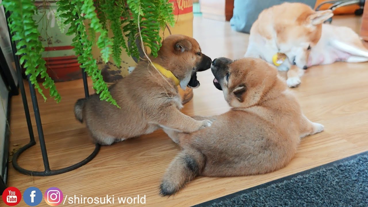 battle of the shiba babies