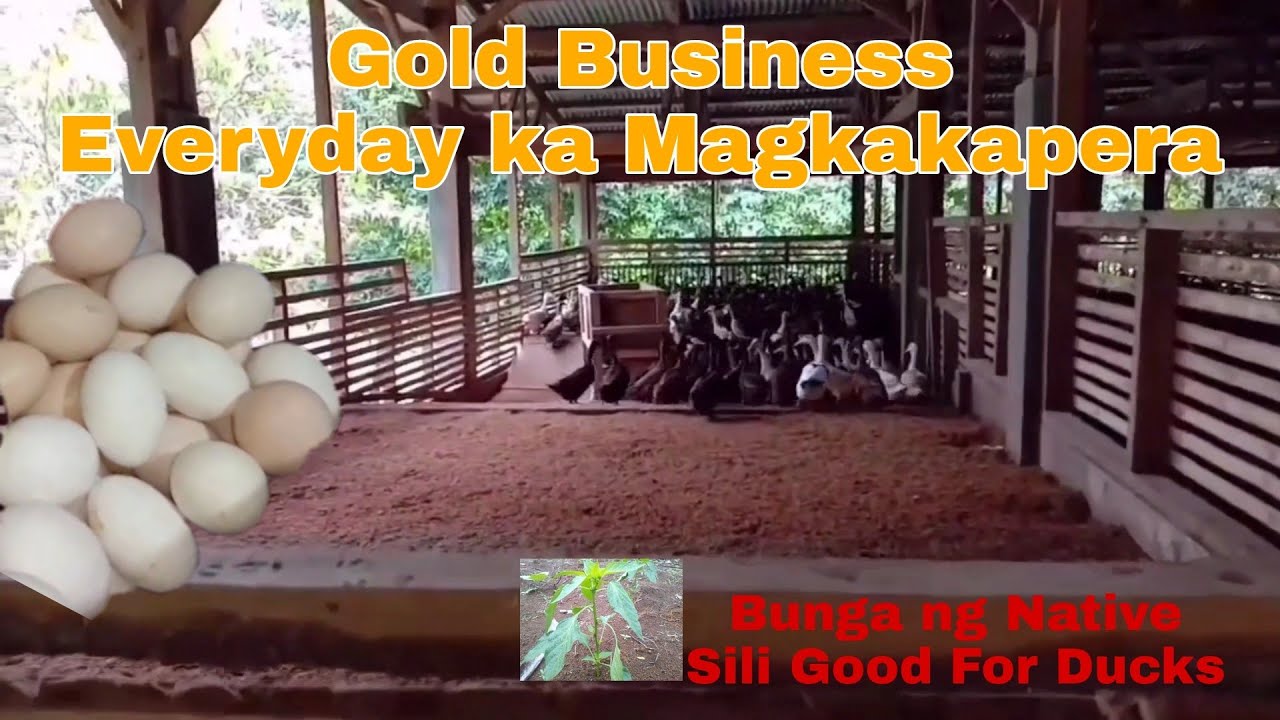 Duck Farming Tips | Paano Magsimula Mag alaga ng Itik