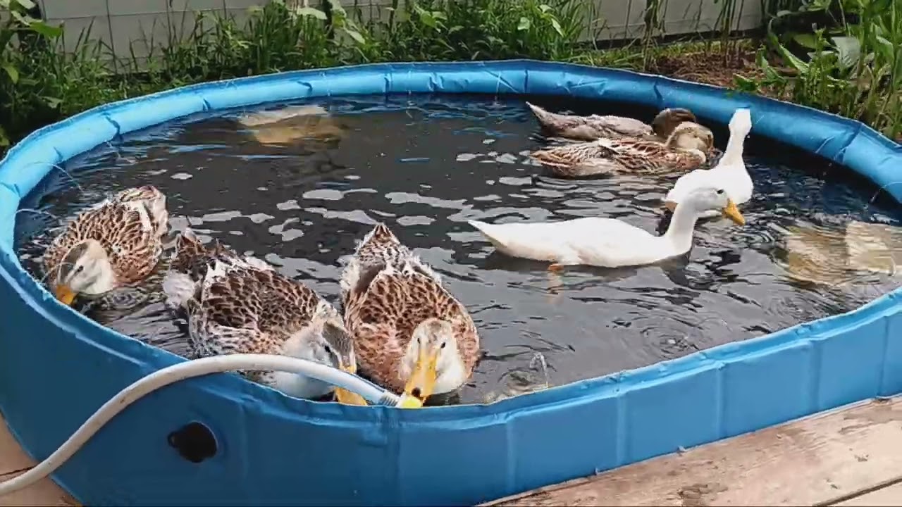 Duckies got a bigger pool! 47 Days Old 6/16/25