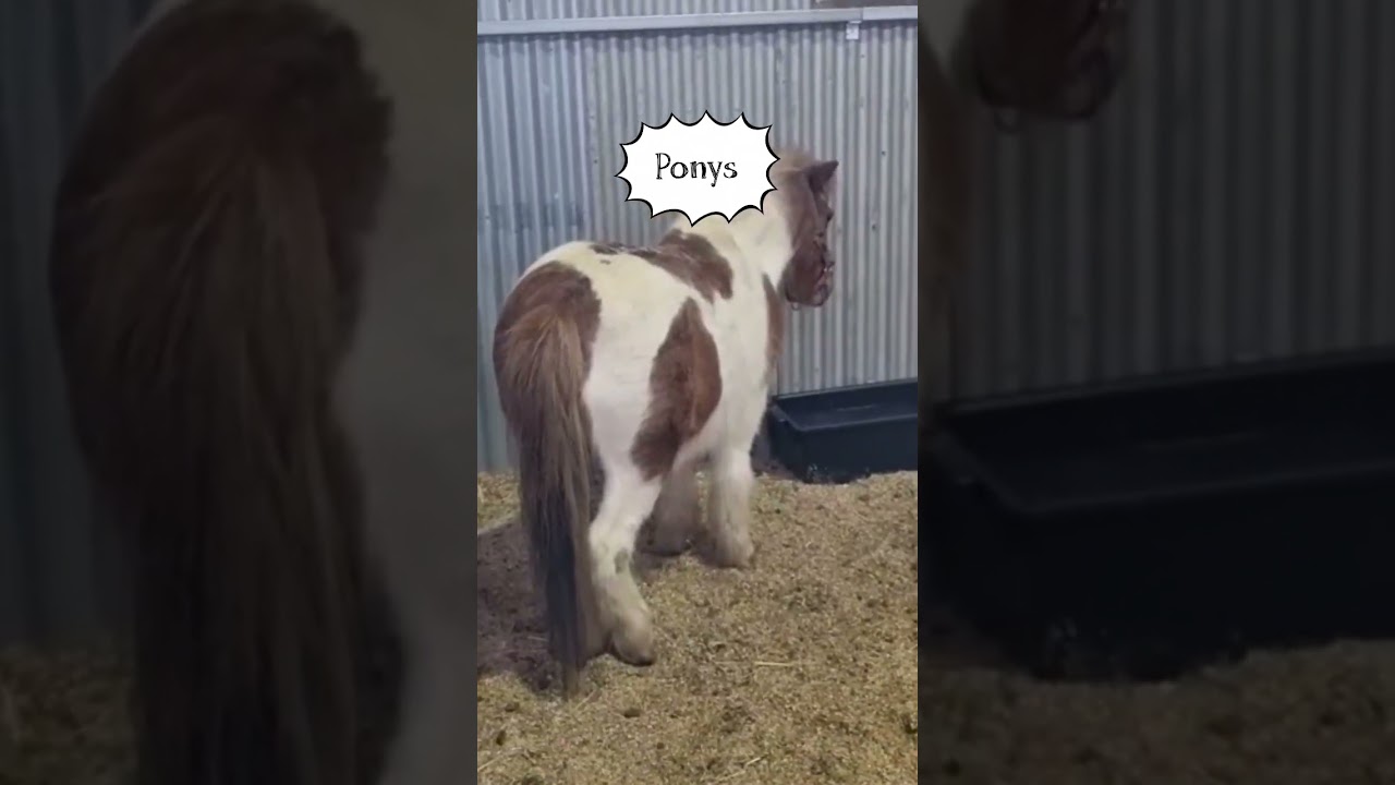 Animals I Saw At The Melbourne Royal Show