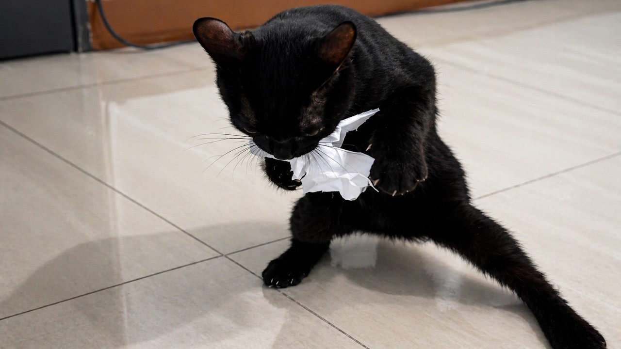 Cats Acting Suspicious