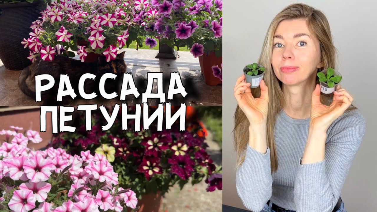 Эти правила помогут вырастить крепкую рассаду петунии