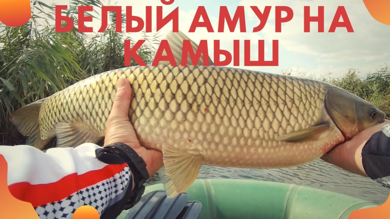 ТАКОГО ВЫ ЕЩЁ НЕ ВИДЕЛИ!!Ловля Белого АМУРА На Камыш.БОМБА!!СУПЕР Уловистая Насадка На Белого Амура.