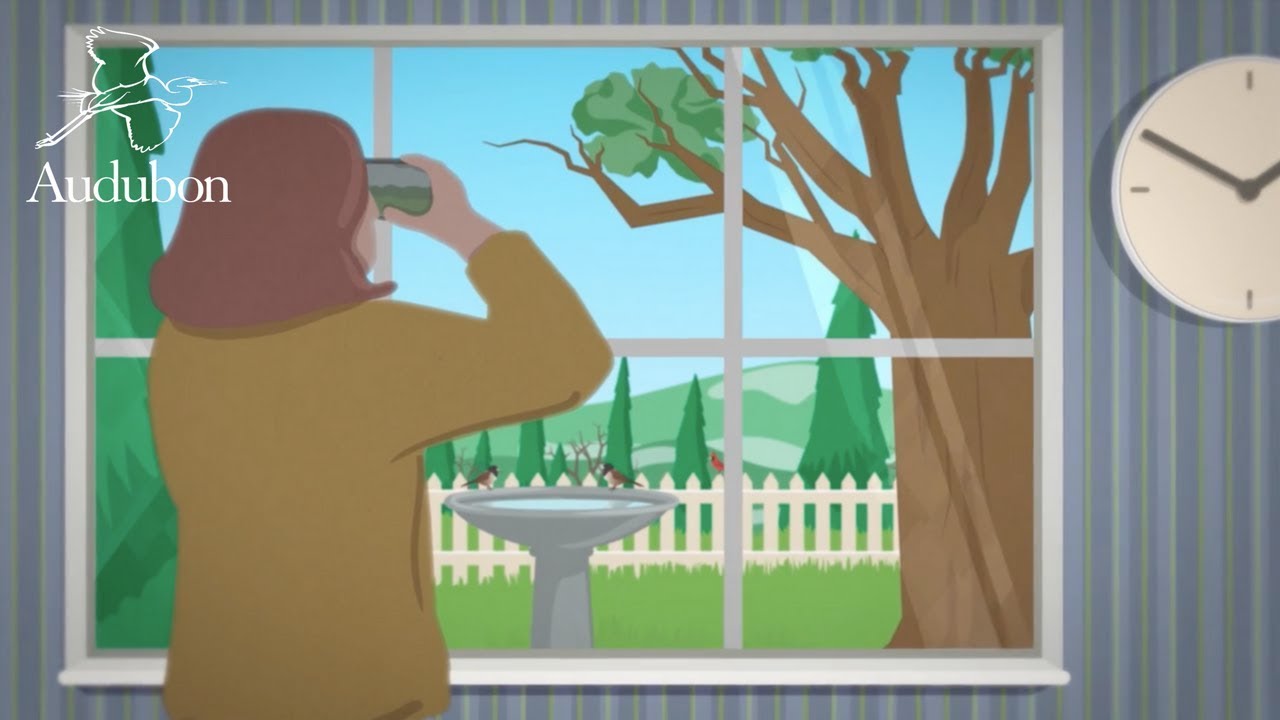 The Great Backyard Bird Count
