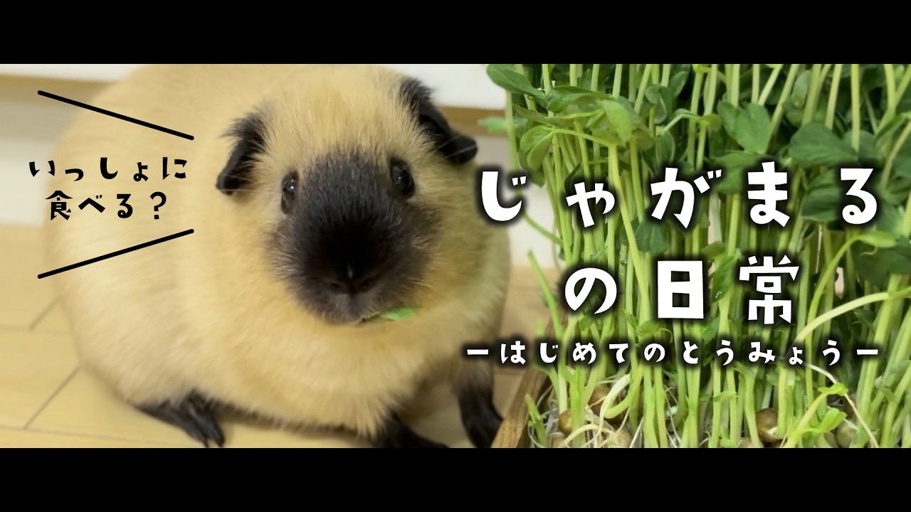 初めて豆苗を食べたじゃがまる　じゃがまるの日常＃４～はじめてのとうみょう～