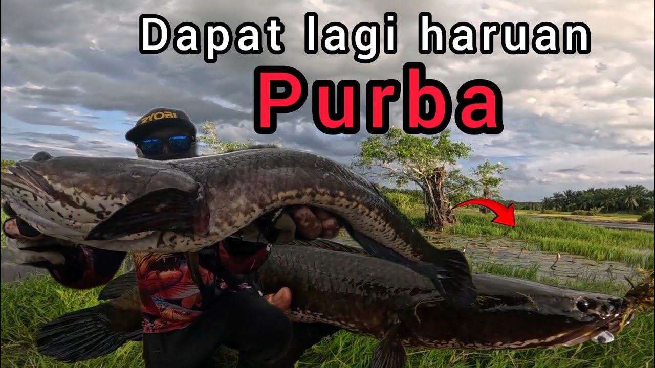 Kalau spot sudah banjir ikan keluar sarang, casting cabus/haruan