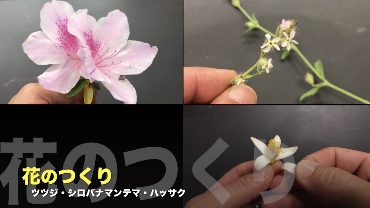 花のつくり【解剖】