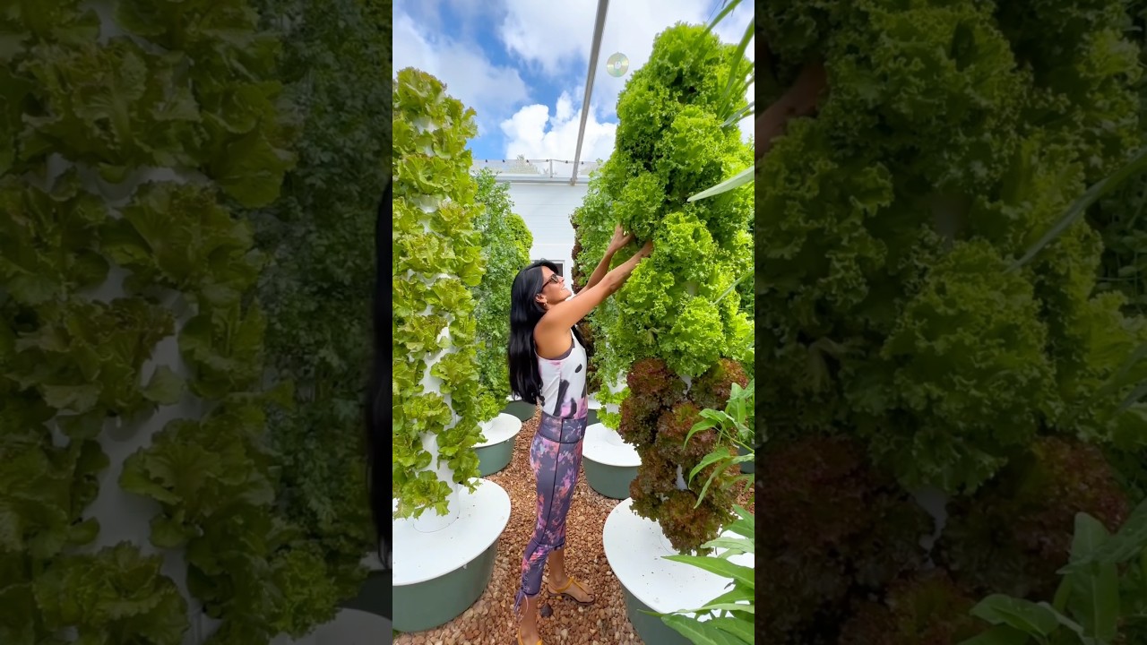 Grow 624 lettuces annually per aeroponic tower #farming #aeroponics #gardening