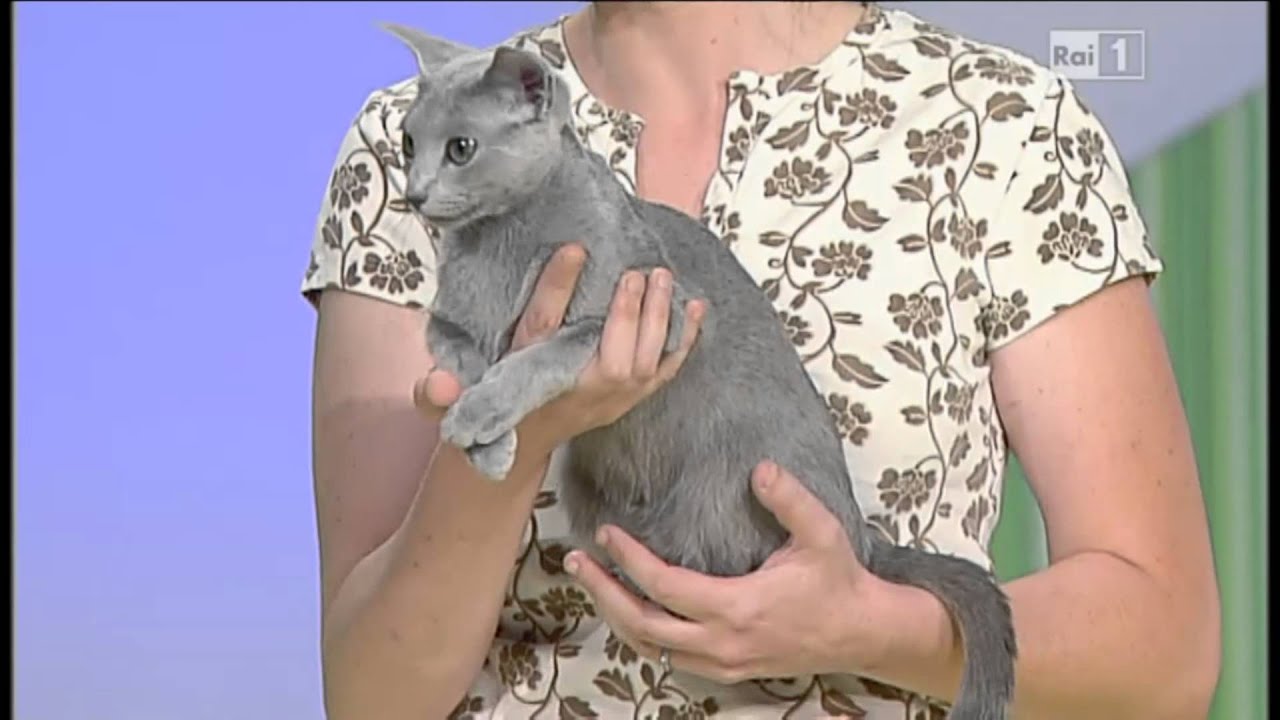 Blu di Russia alla trasmissione Pongo & Peggi del 26.08.2012