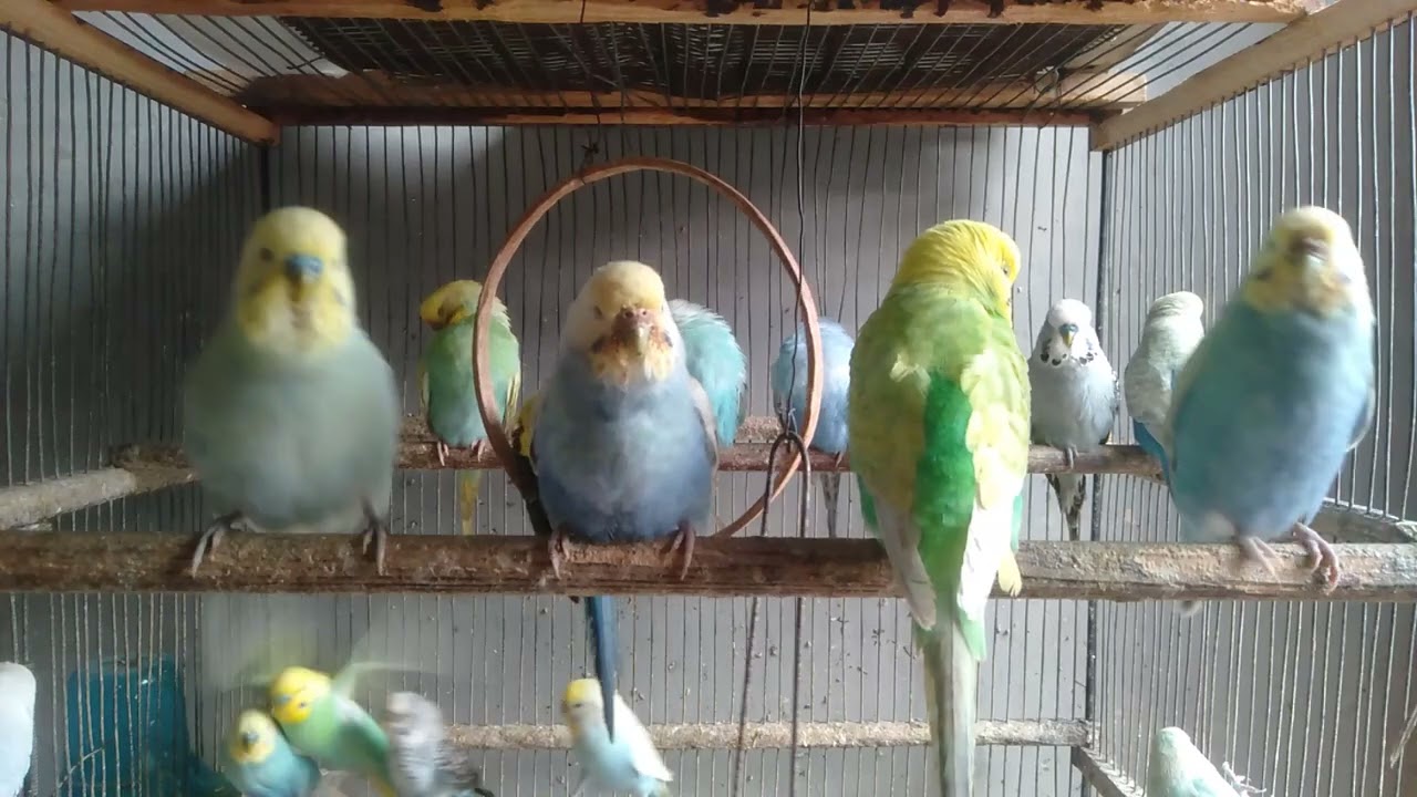 セキセイインコと静かな時間を過ごす
