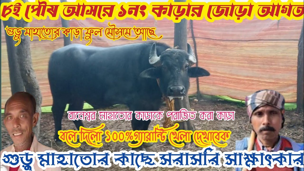 ৮ই পৌষ ঝাড়খন্ড চিড়কা আসরে ১নং কাড়ার জোড়া আগত বিখ্যাত রসিক বানেশ্বর মাহাতোর কাড়াকে পরাজিত দেখুন 