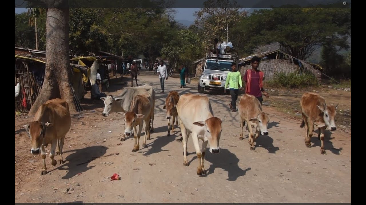 What's at the Chatikona Tribal Market at my Odisha vacation