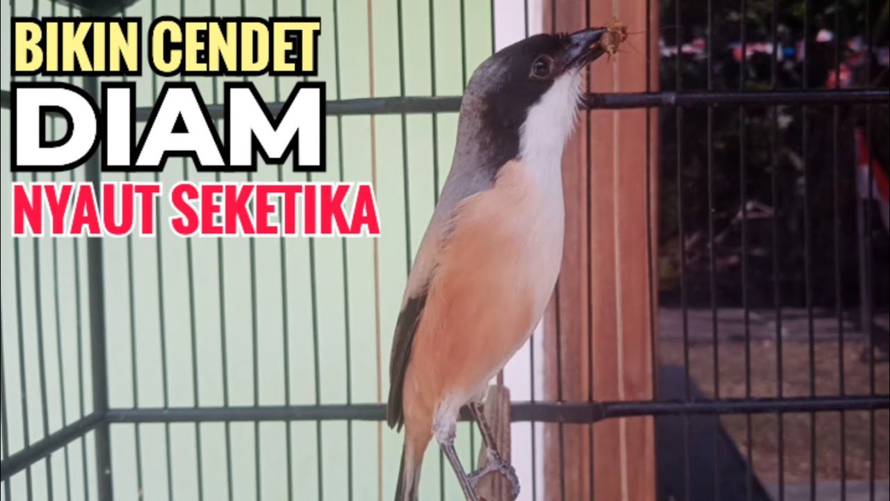 suara pancingan cendet cendet di pagi hari YANG BIKIN CENDET MACET sekalipun IKUTAN BUNYI toet toet