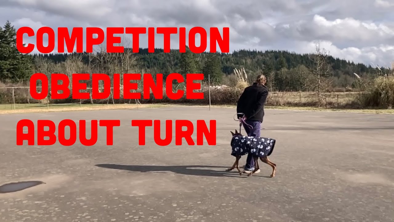 Unlock the Secret to Perfecting Your Dog's Obedience About Turn