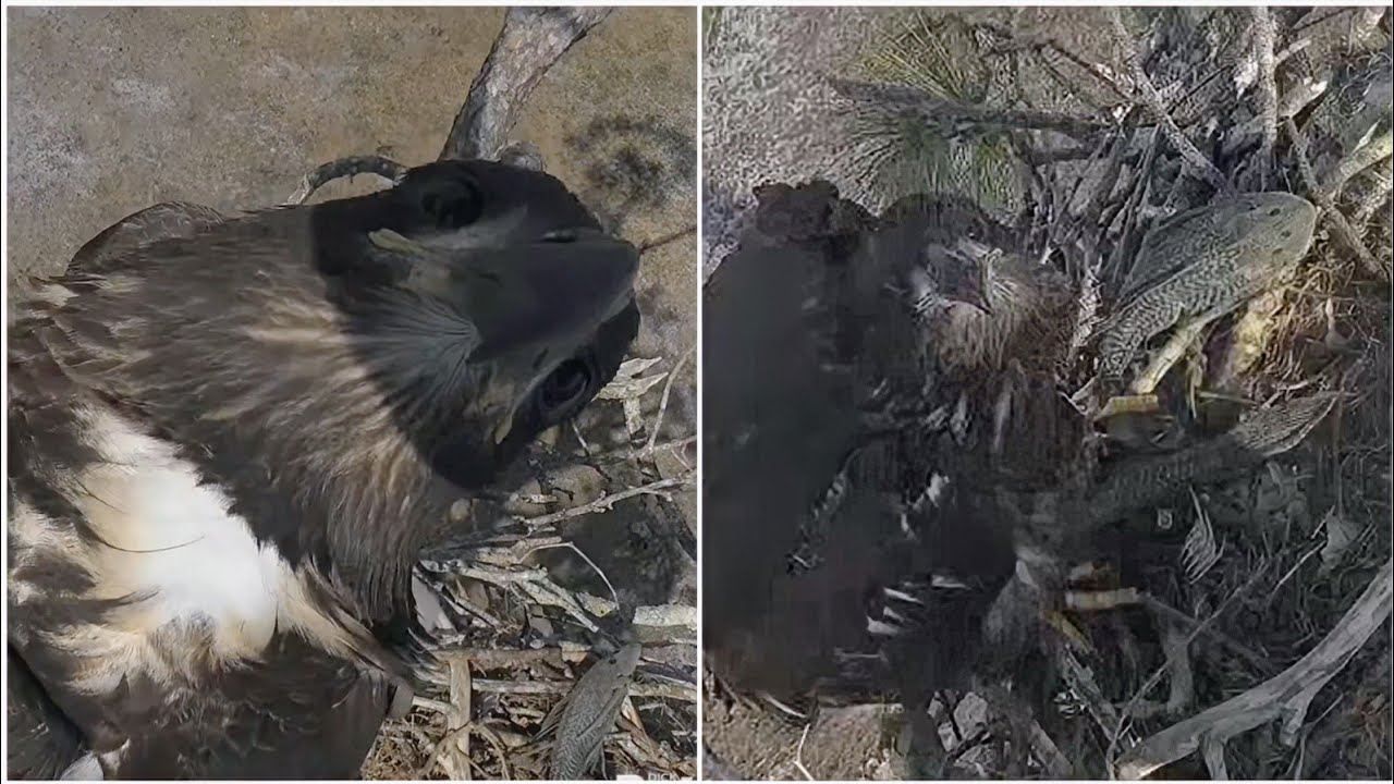SWFL EAGLE CAM 2026.3.8 M15 did not feed E26 the hard-to-eat armoured catfish.