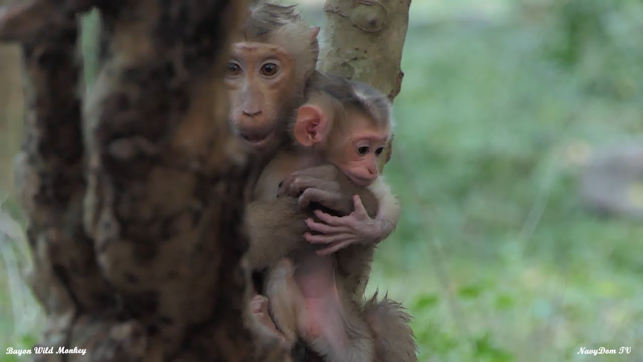 Unveiling Secrets: Amanda's Journey of Abducting Tiny Baby Jovi From Mom Joyce Exposed!