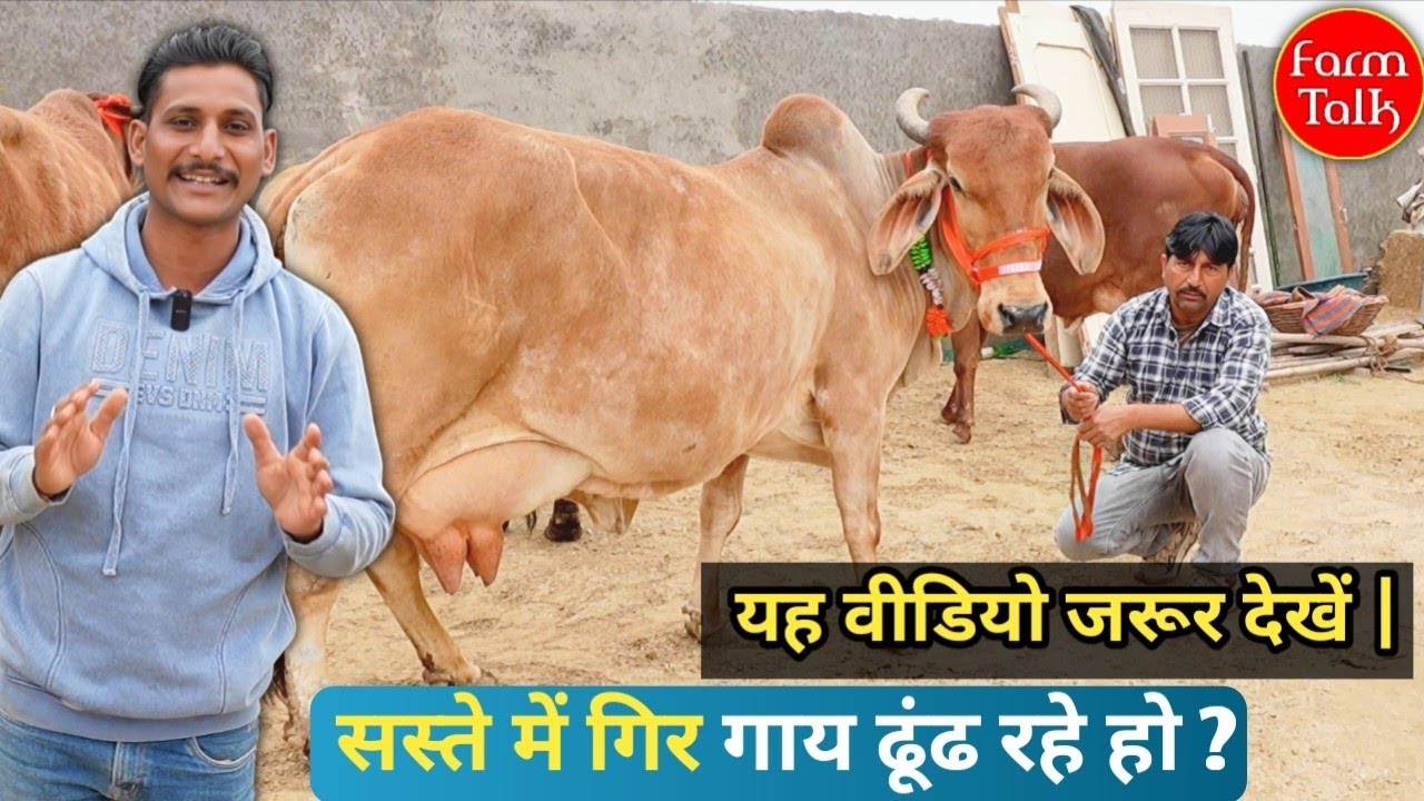 सस्ते में गिर गाय ढूंढ रहे हो? तो यह वीडियो जरूर देखें |💥 Sahiwal Gir Black Kapila & Rathi Cow Farm