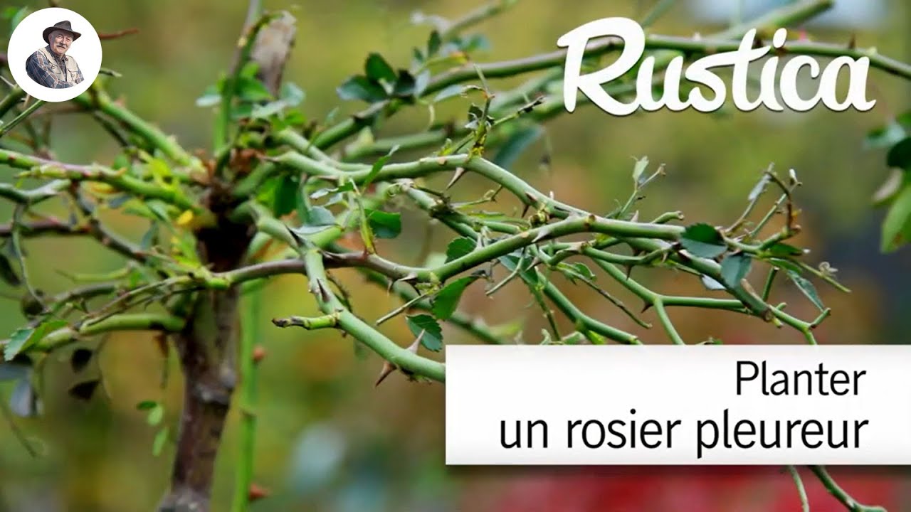 Planter un rosier pleureur