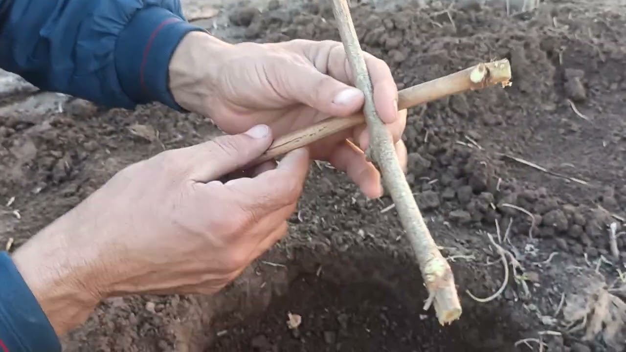 Шинондани қаламчаи ангур,дар фасли зимистон,дар ҷои доимӣ.