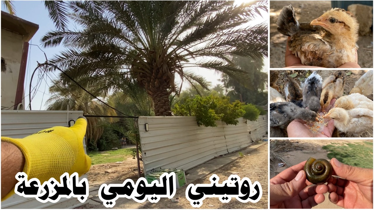 الحياة في المزارع والروتين اليومية مع الدجاج 