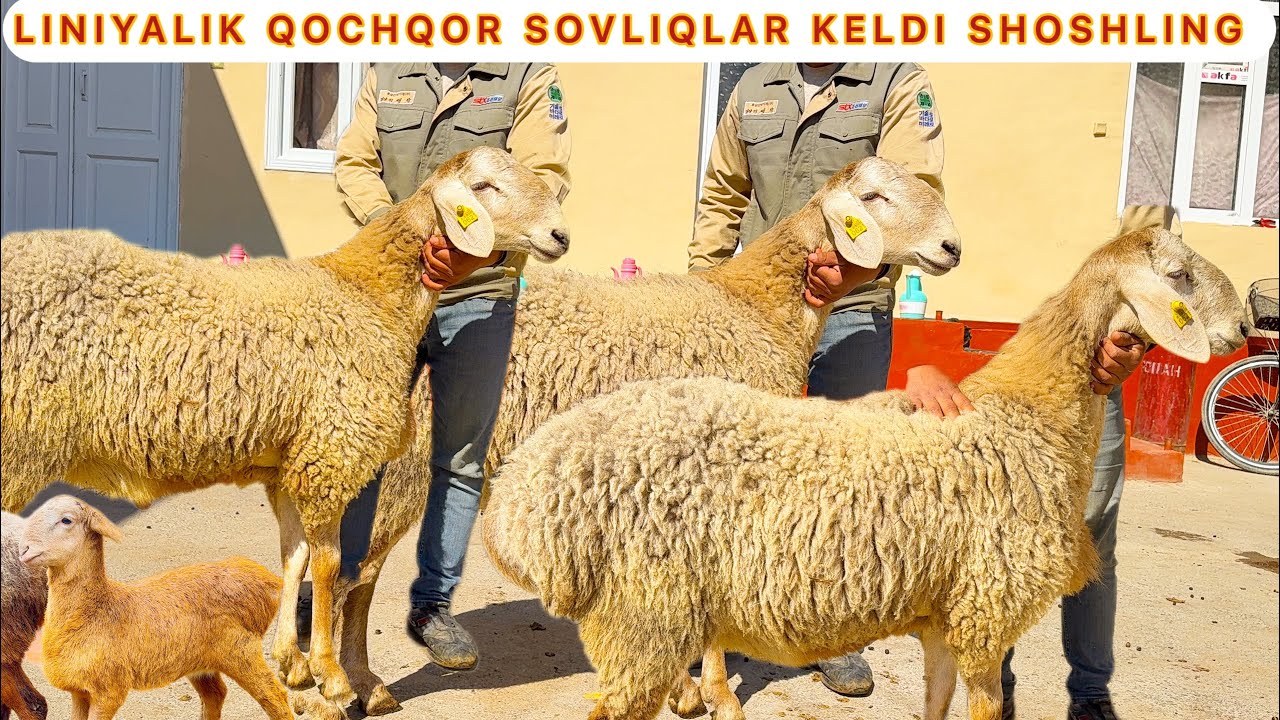 Linalik qochqor va arashan sovliqlar keldi shoshling eng ZORLARI