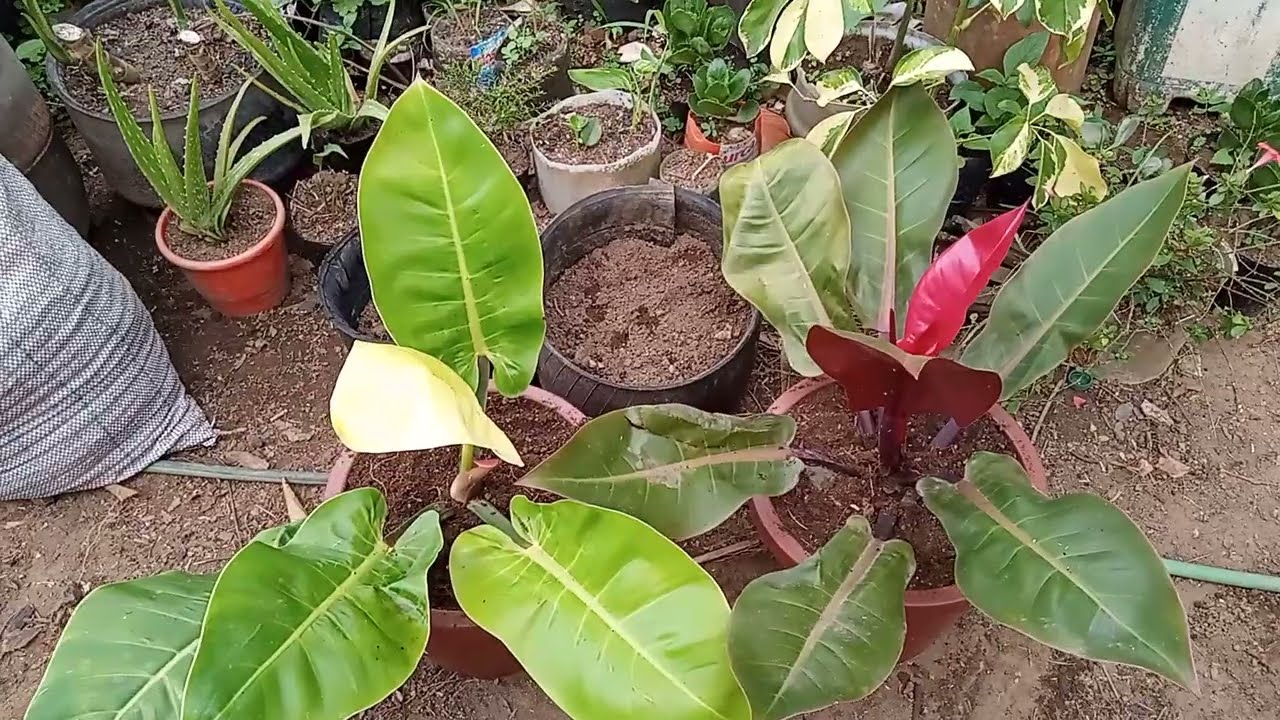 Como replantar Philodendron/ Ótimo substrato 