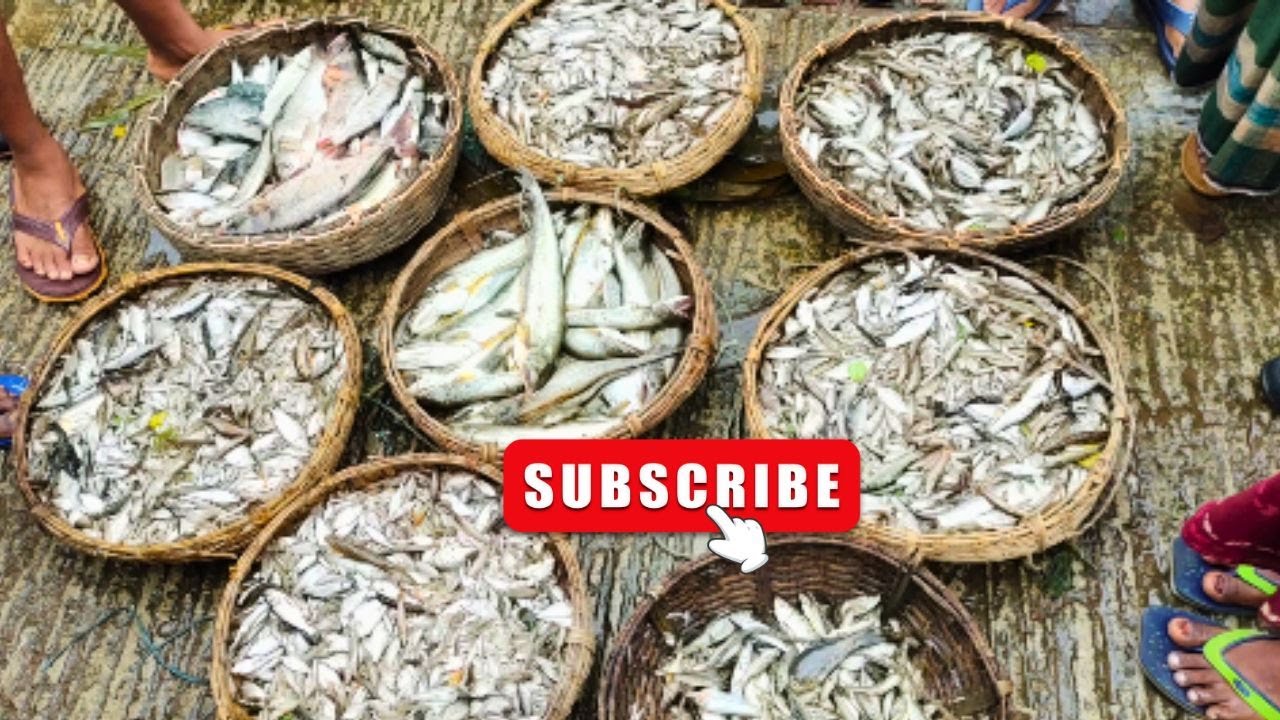 সিলেটি মাত হুনো আর লামাকাজীর আওরর মাছ কিনো, Amazing Lamakazi Fish Market in Sylhet