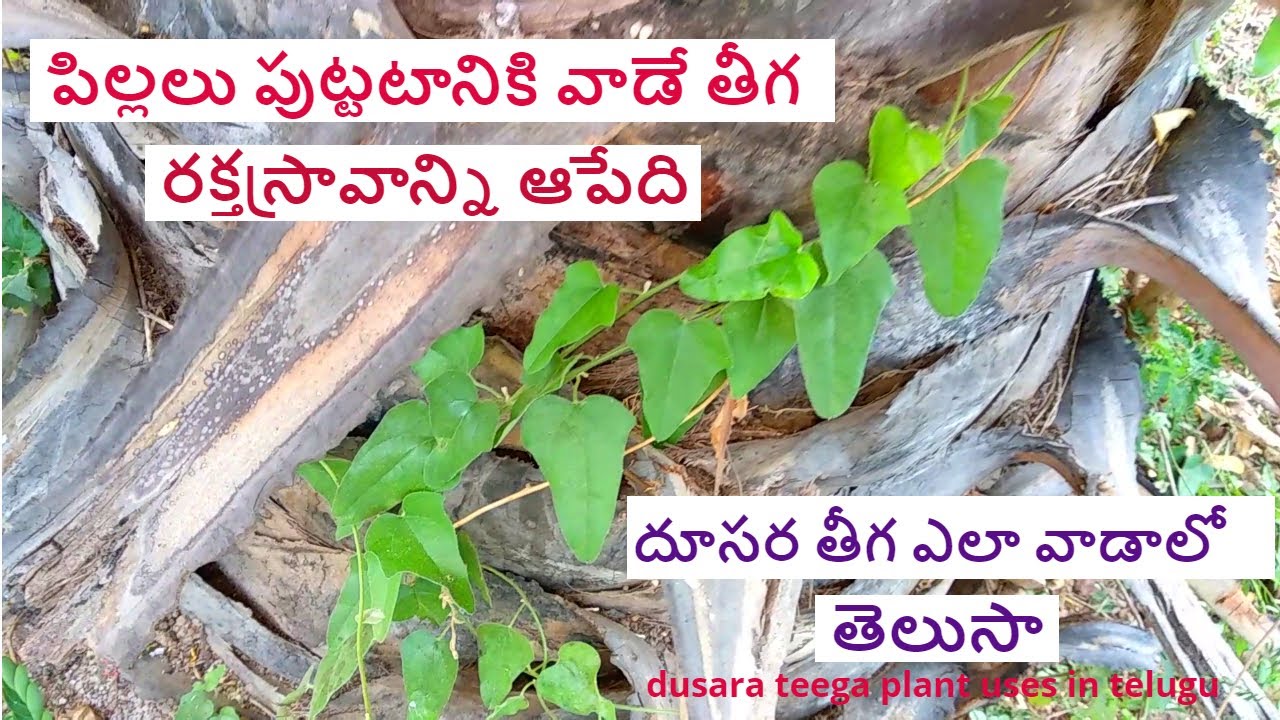 పిల్లలు పుట్టడానికి వాడే మొక్క || dusara teega plant uses in telugu