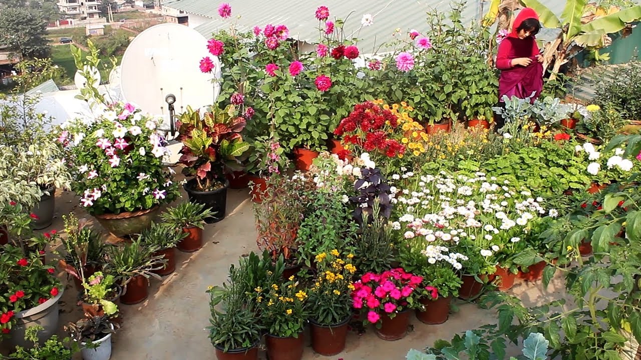 TERRACE Garden TOUR - KNOW How to Make a TERRACE Garden In BUDGET