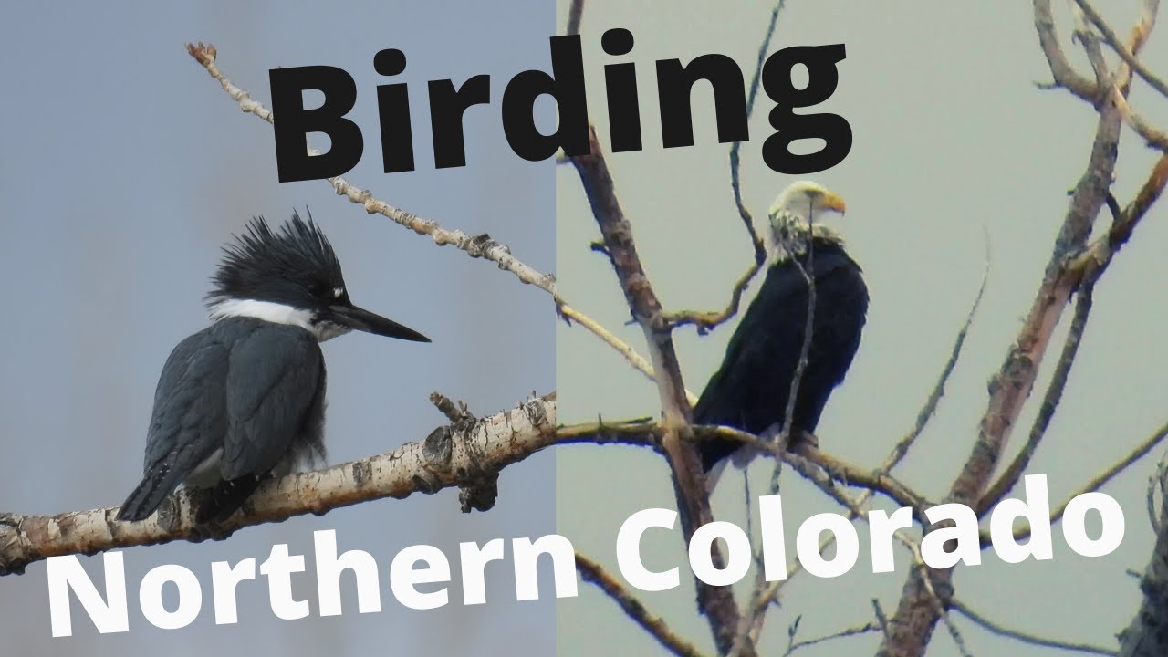 Birding Northern Colorado - Fossil Creek Reservoir, Arapaho Bend Natural Area, and more!