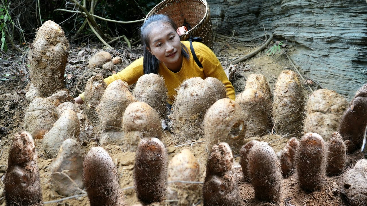 Harvest a lot of giant yams bring to market to sell - Take care of pigs - Cooking | Ly Thi Tam