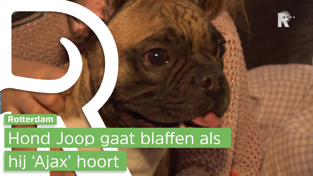 Rotterdamse hond Joop heeft hekel aan Ajax