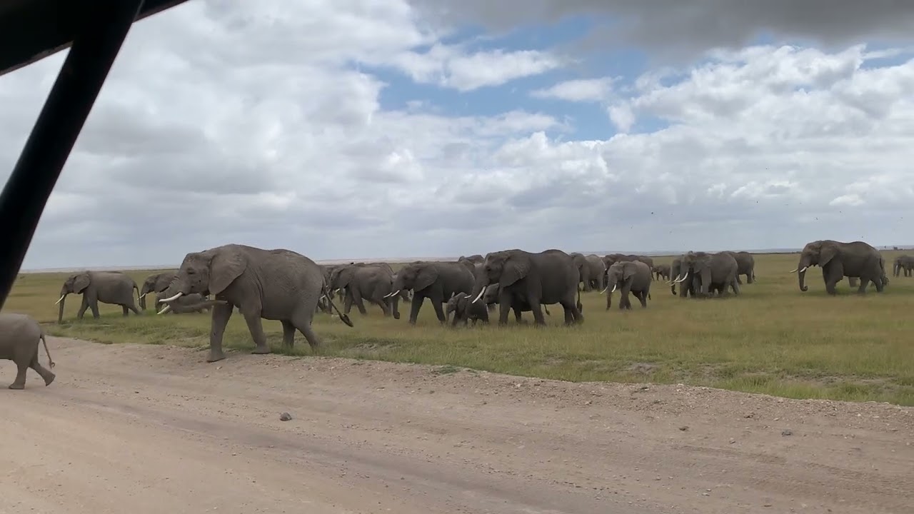 Kudde olifanten in Amboseli Nationaal Park in Kenia
