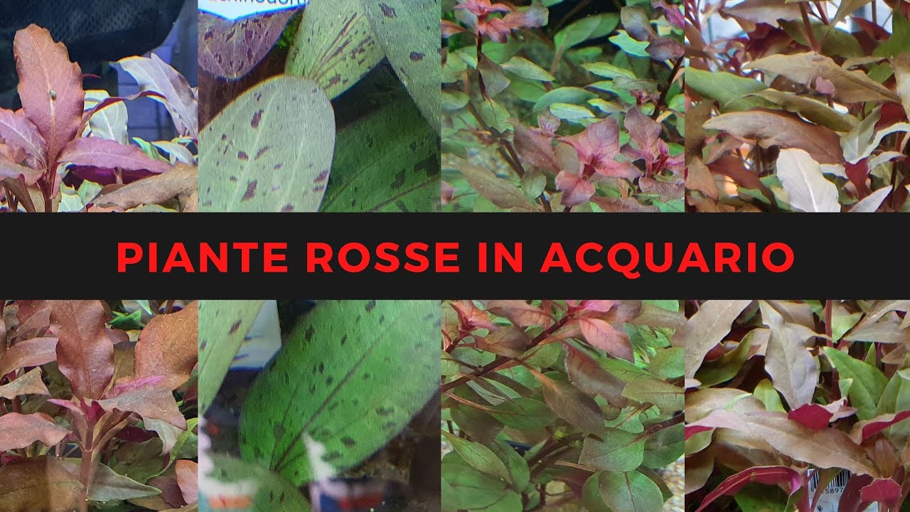 Piante ROSSE in ACQUARIO 🌿🔴🐠
