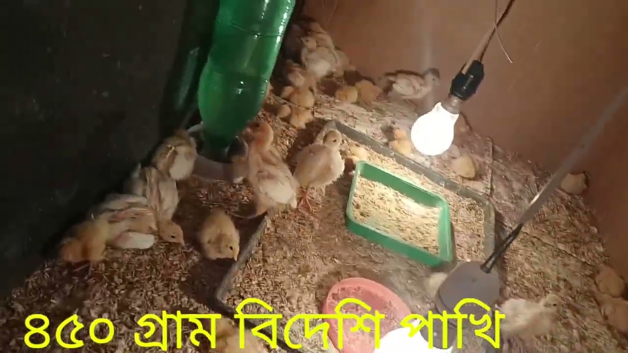 বিদেশী কোয়েল পাখি ৪৫০ গ্রাম ওয়েট হয় যাদের প্রয়োজন ০১৮৪১২৫১৮৪১