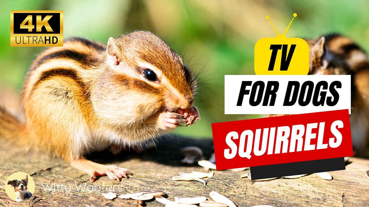 Squirrel TV for Dogs! Dog TV Channel Relaxation 📺 Witty Woofers