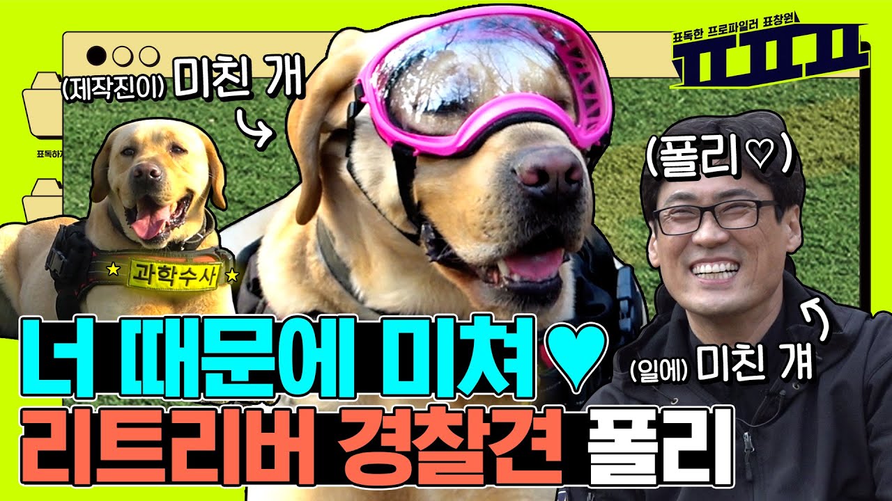 💗핑크 고글, 아기신발 신고 출동하는 리트리버 경찰견 폴리! 한 방울의 냄새 흔적도 찾아내는 천재 댕댕이! | ㅍㅍㅍ 표독한 프로파일러 표창원 - Profiler P