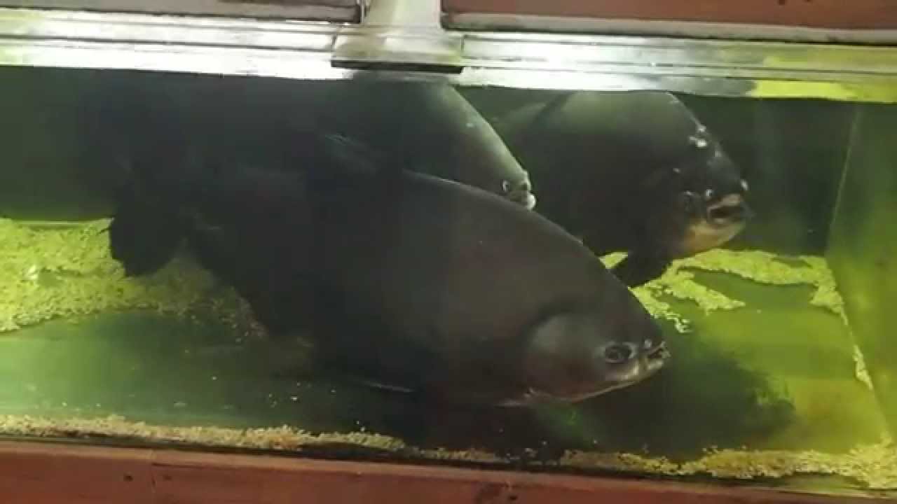 7年飼ってるレッドコロソマ水槽