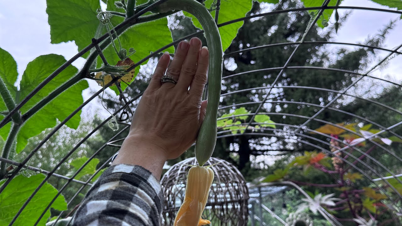 Fall garden update; September 26, 2025
