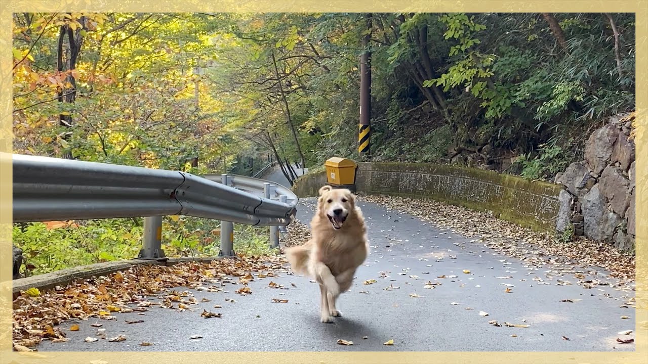 가을가을한 산책에 신나버린 강아지