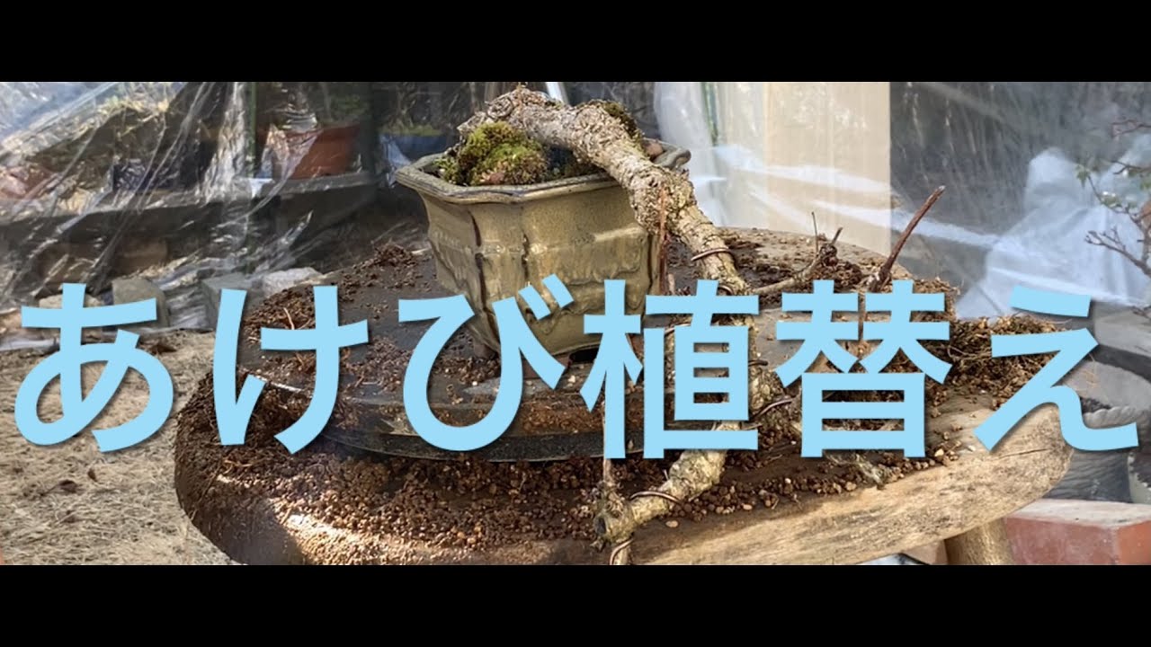 アケビ盆栽の植替えです Bonsai Akebia