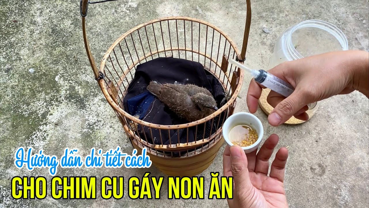 Hướng dẫn chi tiết cách cho chim Cu Gáy non ăn