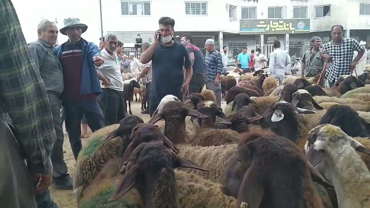 مال بازار گنبد کاووس،بازار دام قبل عید قربان