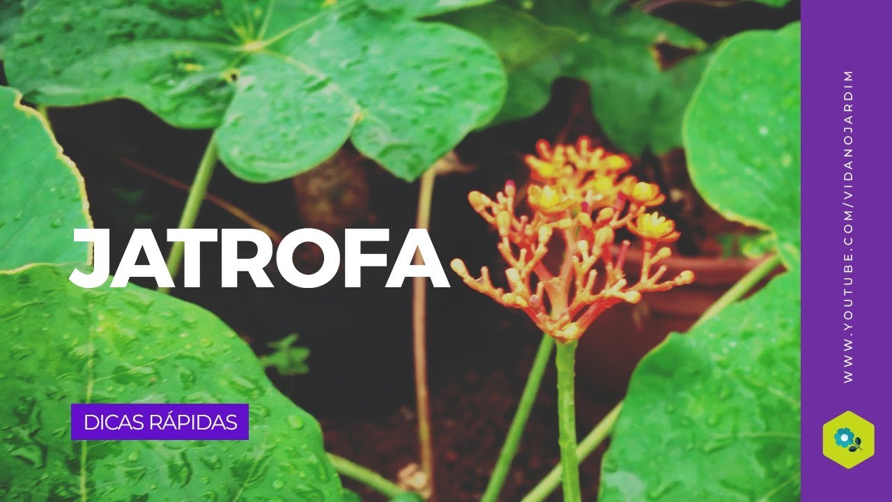 Jatrofa