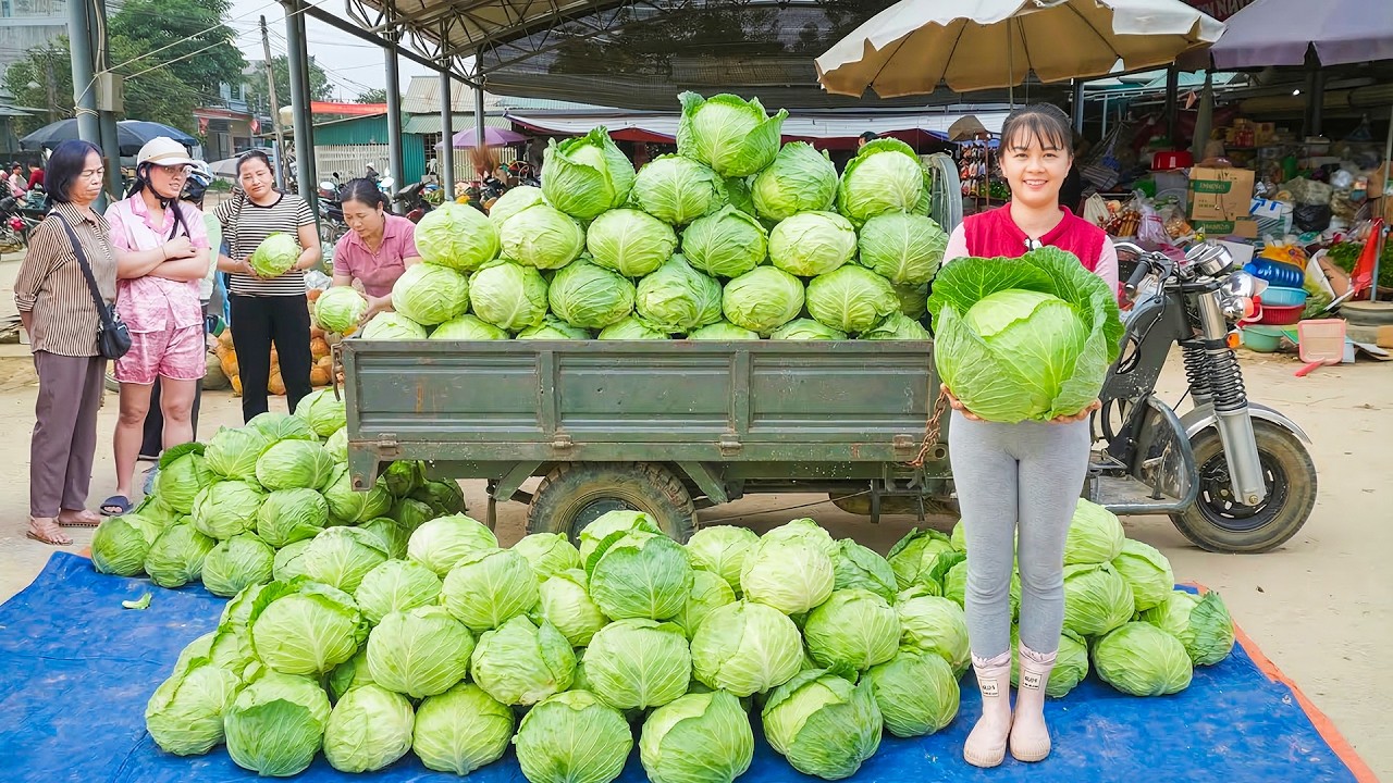 Harvesting 1000+ Giant Fresh Cabbages, Use 3-Wheeled Truck Transport Many Cabbages Go To Sell