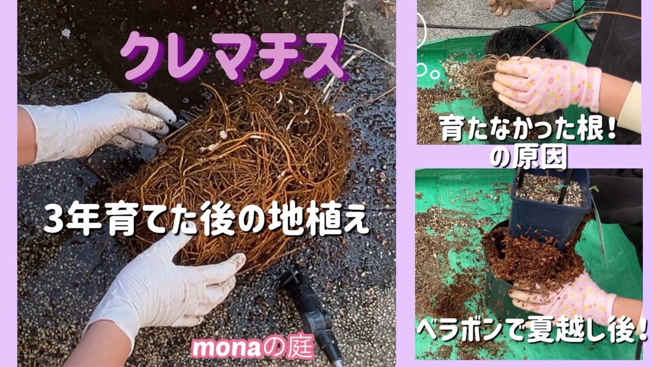 【monaの庭】クレマチス／3年育てた苗を地植えしてみた／水面の妖精の根が育たなかった！その原因は！／ベラボンで夏越しをしたら、、、＃ガーデニング＃クレマチスの植え替え