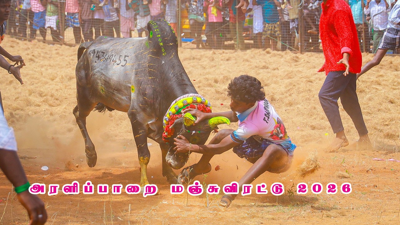அரளிப்பாறை மஞ்சுவிரட்டு 2026 Araliparai Manjuvirattu 2026 part 02