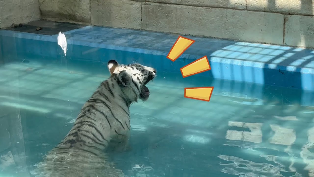 プールから必死に叫ぶコタくんにハクくんは⁉️ 7月31日 東武動物公園　ホワイトタイガー赤ちゃん