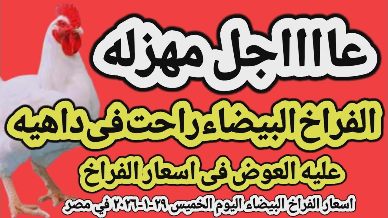 اسعار الفراخ البيضاء اليوم/ سعر الفراخ البيضاء اليوم الخميس ٢٩-١-٢٠٢٦ في مصر جمله وقطاعي